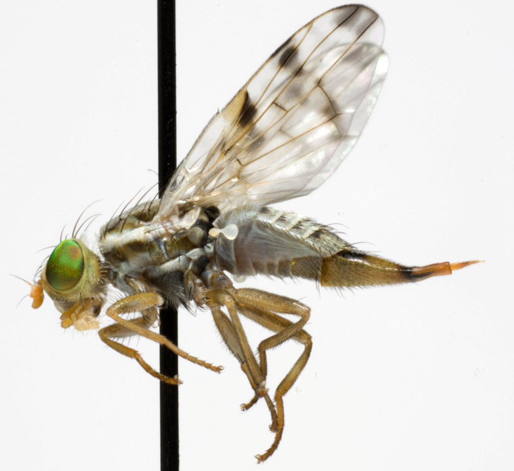 Tephritidae: Terellia (Terellia) ruficauda (female) (2)