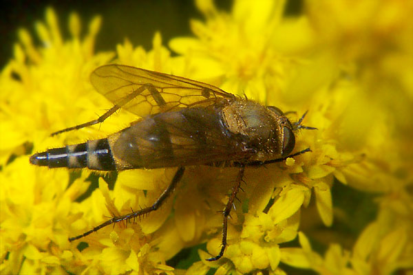 0178-0184-dip-therevidae-thereva-nobilitata-female-barkhorst-270704.jpg