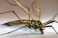 Click to view 1171-1162-dip-tipulidae-nephrotoma-appendiculata-hemmerich-0504_t1.jpg