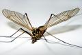 Click to view 1171-dip-tipulidae-nephrotoma-appendiculata-hemmerich-0504_t1.jpg