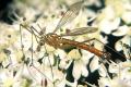Click to view 1770-dip-tipulidae-nephrotoma-cornicina-kalksteinerbachtal-030804_t1.jpg