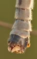 Click to view 2007-04-26_0019-tipulalunamalegenitalia_t1.jpg