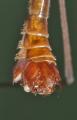 Click to view 2007-07-22_0013-tipulacavamaleabdomen_t1.jpg