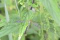 Click to view 2016-08-08-schnake_tipulidae-tipula_luna_xxx-male-am_faenosund-middelfart-esc3146_t1.jpg