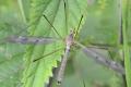 Click to view 2016-08-08-schnake_tipulidae-tipula_luna_xxx-male-am_faenosund-middelfart-esc3147_t1.jpg