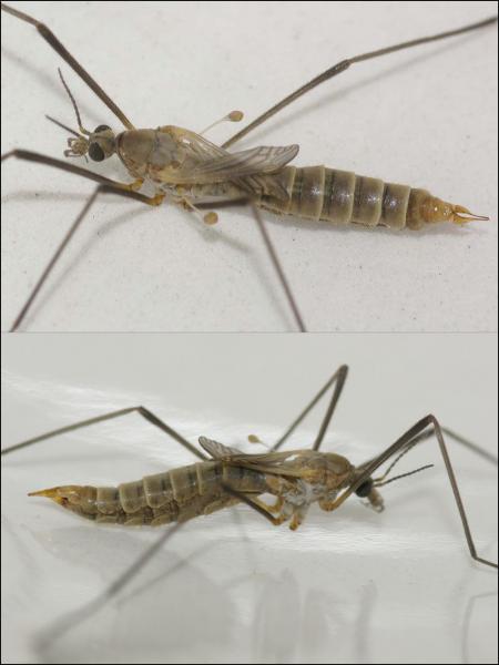 207060g.jpg