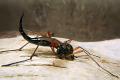 Click to view 2405-dip-tipulidae-tanyptera-atrata-littard-170504_t1.jpg