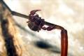 Click to view 2414-2405-pse-chernetidae-chernes-cimicoides-von-tanyptera-littard-170504_t1.jpg