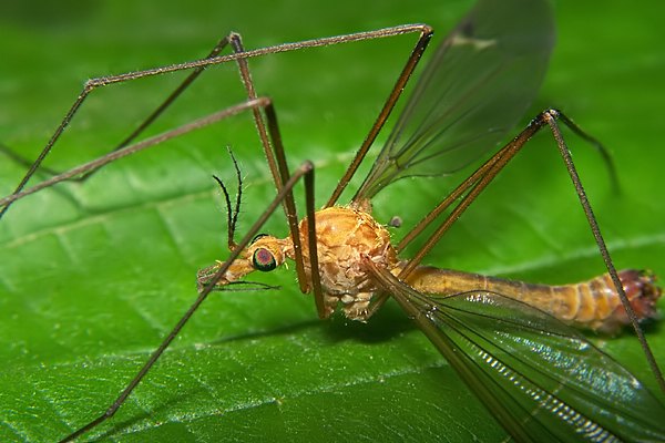 2543-dip-tipulidae-tipula-lunata-eichkamp-0503.jpg