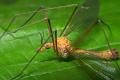 Click to view 2543-dip-tipulidae-tipula-lunata-eichkamp-0503_t1.jpg