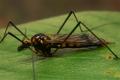 Click to view 2871-dip-tipulidae-nephrotoma-crocata-female-jockgrim-250506_t1.jpg
