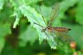 Click to view 2993-dip-tipulidae-nephrotoma-appendiculata-norbertshoehe-110805_t1.jpg