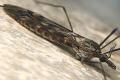 Click to view 6655-dip-tipulidae-savtshenkia-sp-female-hemmerich-0903_t1.jpg