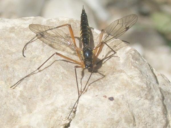 ctenophoraguttata20060614.jpg