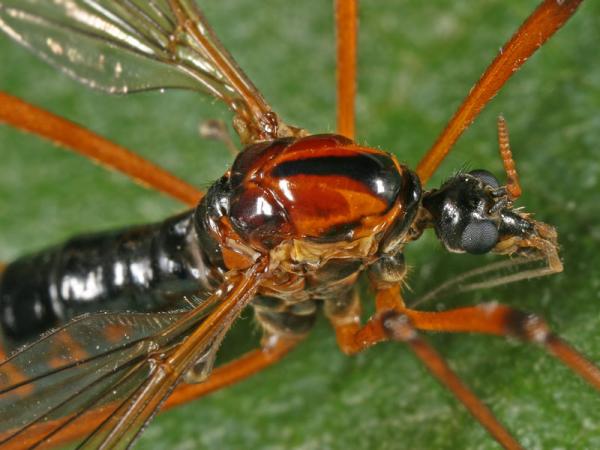 dictenidia_bimaculata05bb_fe.jpg