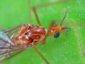 Click to view fly11-03-17c1_t1.jpg