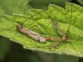Click to view nephrotoma_guestfalica_copula_1_t1.jpg