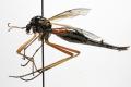 Click to view tanyptera_atrata_f_jf09-1462_t1.jpg