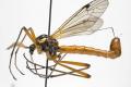 Click to view tanyptera_atrata_m_jf09-0610_t1.jpg