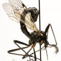 Click to view tanyptera_atrata_m_jf09-1358_t1.jpg