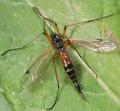 Click to view tanyptera_nigricornis_t1.jpg