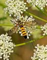 Click to view tipula_amarilla_t1.jpg