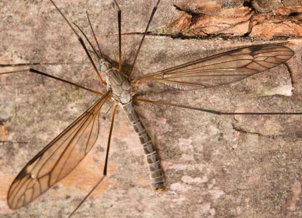 tipula_coerulescens.jpg