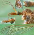 Click to view tipula_fascipennis2_t1.jpg