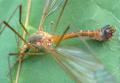 Click to view tipula_fascipennis_t1.jpg