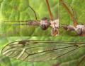 Click to view tipula_irrorata2_t1.jpg