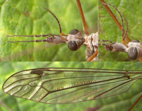 tipula_irrorata2.jpg