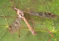 Click to view tipula_irrorata_t1.jpg