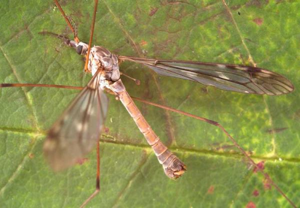 tipula_irrorata.jpg