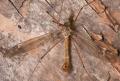 Click to view tipula_laetabilis_t1.jpg