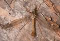 tipula_laetabilis_t1.jpg