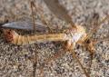 Click to view tipula_lunata_t1.jpg