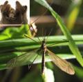 Click to view tipula_luteipennis_1_t1.jpg