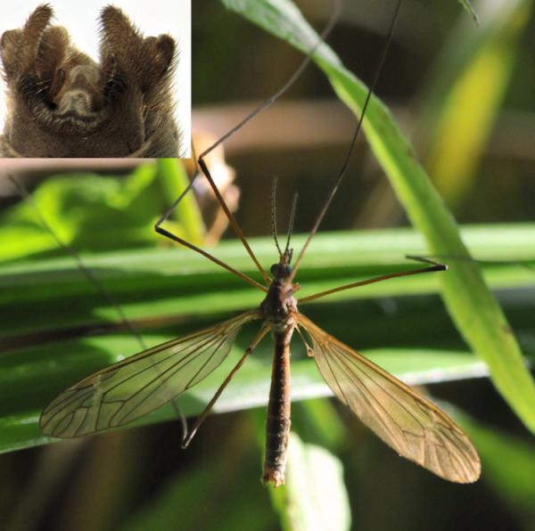 tipula_luteipennis_1.jpg