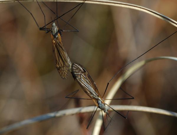 tipula_subnodicornis.jpg