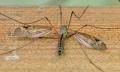 Click to view tipula_unca_live_t1.jpg