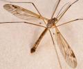 Click to view tipula_unca_t1.jpg