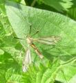 Click to view tipulavernalis_t1.jpg