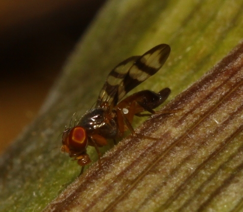 Ulidiidae (= Otitidae): Euxesta cf. juncta (female) (1)