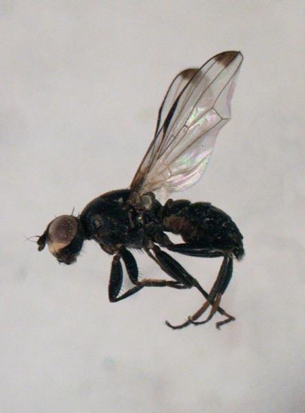 homalocephala_apicalis3.jpg