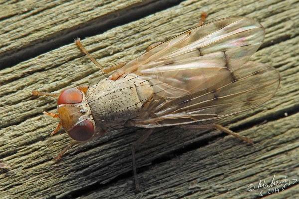 melieria-hypochra-albufera_1200_1-2.jpg