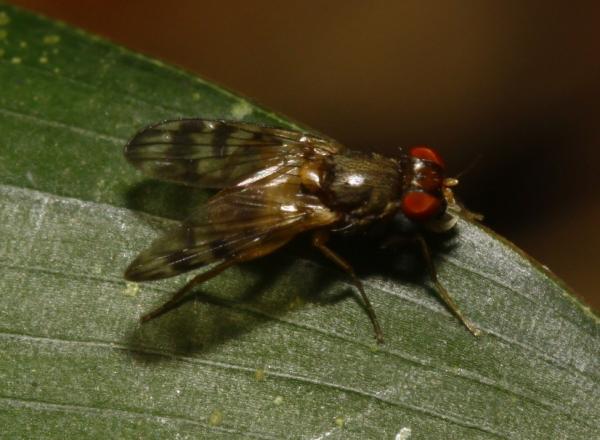 pterocerina_interrupta_mg_7946.jpg