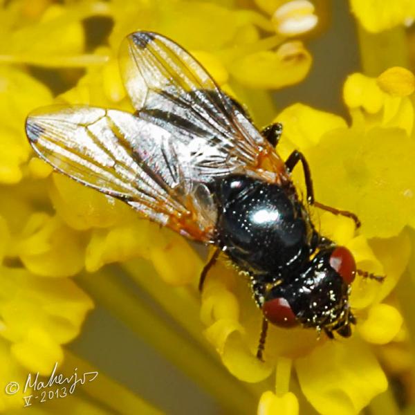 ulidia_apicalis_female_2-3.jpg