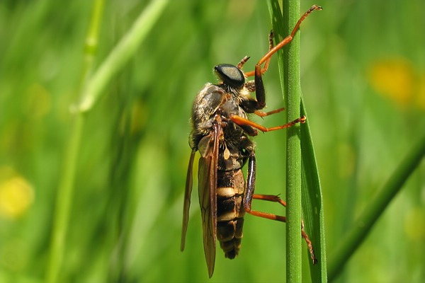 1211-dip-coenomyiidae-coenomyia-ferruginea-etscheid-060607.jpg