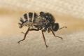 Click to view img_7786-copiadiptera_t1.jpg