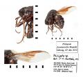 Click to view philopota_flavolateralis2_t1.jpg